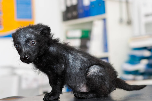 cucciolo nero con naso diviso e rogna demodectica
, - Foto, immagini