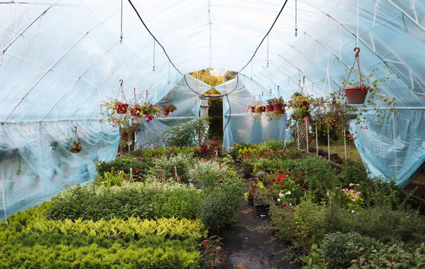 花の大温室。美しい花 - 写真・画像
