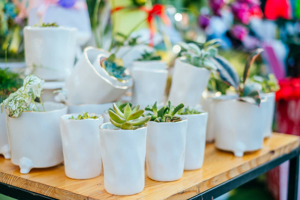 Succulent pots at flower market - Foto, Imagen