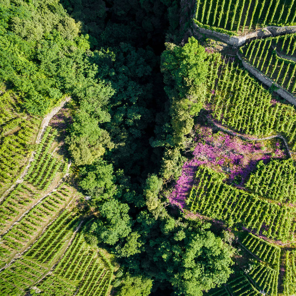 Winnice w dolinie Valtellina, (to) - Zona Grumello - Zdjęcie, obraz