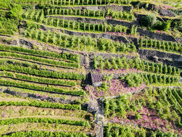 Vinice z Valtellina (It) - Zona Grumello - Fotografie, Obrázek