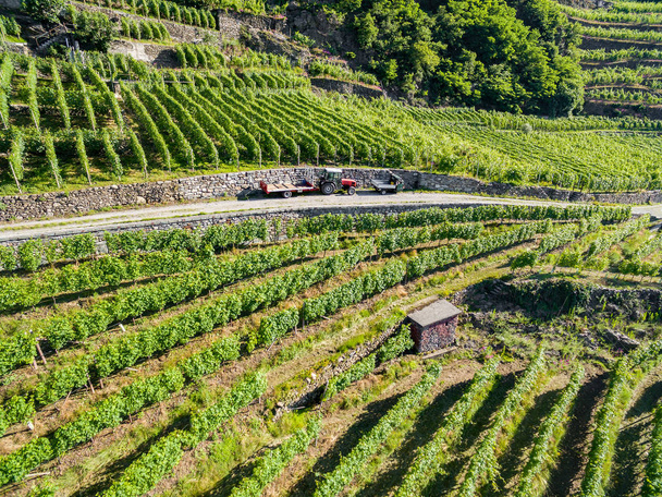 Winnice w dolinie Valtellina, (to) - Zona Grumello - Zdjęcie, obraz