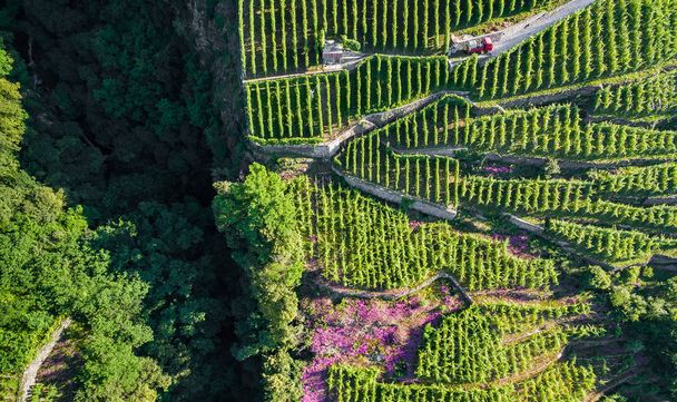 Wijngaarden van Valtellina (It) - Zona Grumello - Foto, afbeelding