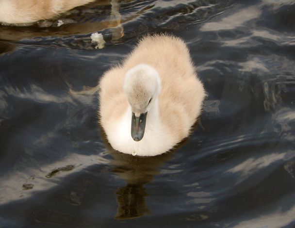 Bir kuğu yavrusu görünümü üzerinde bir doğa rezerv göle kadar kapatın - Fotoğraf, Görsel
