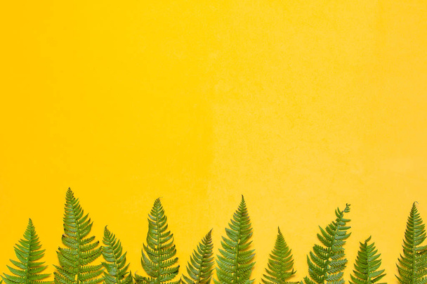 Tropické léto pozadí, zelená kapradina listy nahoře jasně žlutým pozadím zobrazit plochý ležela kopie prostor. Letní květinové kompozice, zelené listí rám. Přírodní koncept. - Fotografie, Obrázek