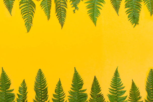Tropische zomer achtergrond, groene fern verlaat helder gele achtergrond bovenop plat lag kopie space bekijken. Zomer bloemen samenstelling, groene blad frame. Natuur concept. - Foto, afbeelding