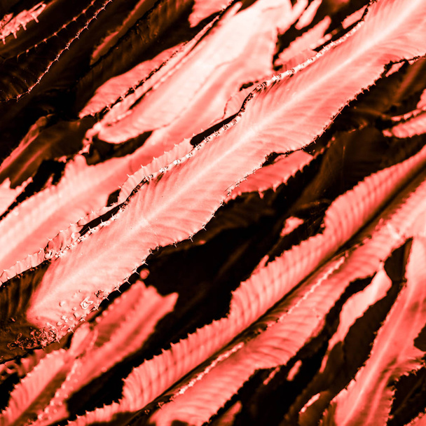 Parte succulenta della pianta di cactus da vicino sotto il cielo di luce solare tonica nel colore vivo del corallo dell'anno 2019
 - Foto, immagini