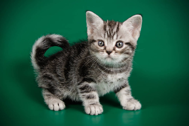 photographie en studio d'un chat américain à poil court sur fond coloré
 - Photo, image
