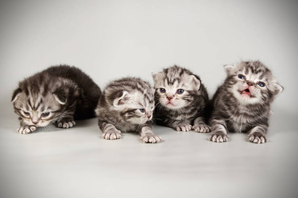 στούντιο φωτογραφίας από ένα αμερικανικό shorthair γάτα σε έγχρωμα φόντα - Φωτογραφία, εικόνα