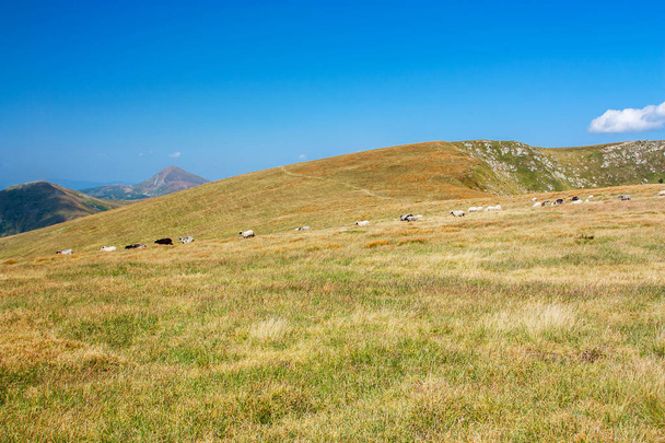 Panoramic view of the rocky mountains of the Carpathians, Ukraine. Beautiful view of the Montenegrin ridge. - 写真・画像