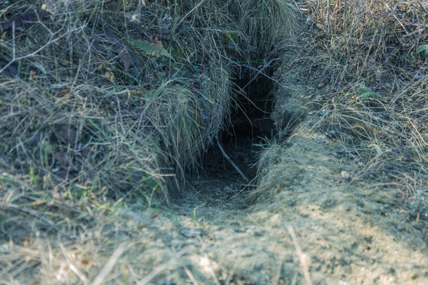 City of animals. Fokskholds colony on slopes of mountain hills. Colony of wild animals. System of underground passages and holes. Traces of animals in wild. Groundhog burrow - Fotografie, Obrázek