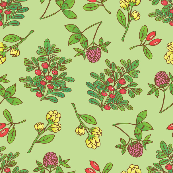 Vector hand drawn seamless pattern with medical plants barberries, bearberry, clover - Vektor, kép