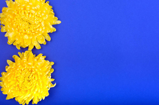 two yellow chrysanthemums on blue background. copy space - Foto, Bild