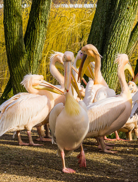 Rosy pelikaan loopt naar de camera, grote familie van pelikanen op de achtergrond, zwerm vogels - Foto, afbeelding