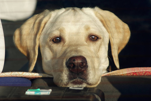 Labrador perro recuperador en el coche mira a través de la ventana trasera. Enfoque selectivo
. - Foto, imagen