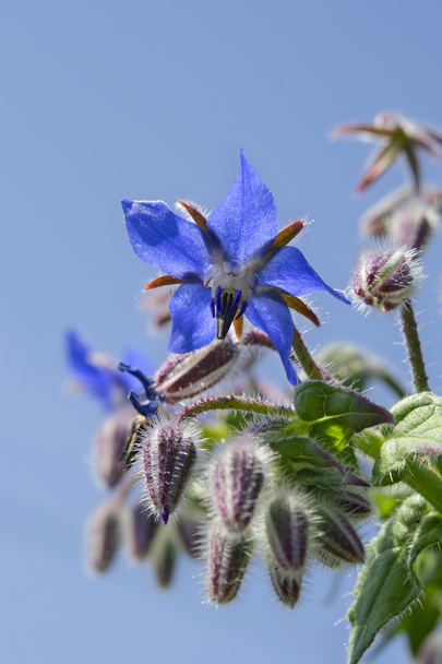 Borágó virág makró - Fotó, kép