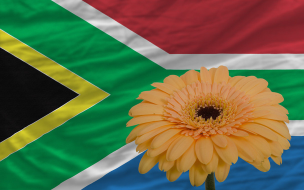 ガーベラの花の前に南アフリカ共和国の国旗 - 写真・画像