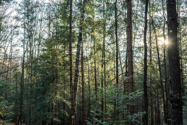 完全なフレームの歩道の木の針葉樹林 - 写真・画像