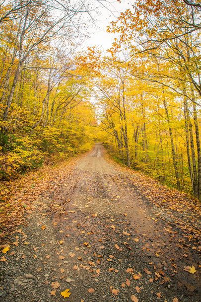 Gravel road in autumn in Cape Breton - Фото, зображення