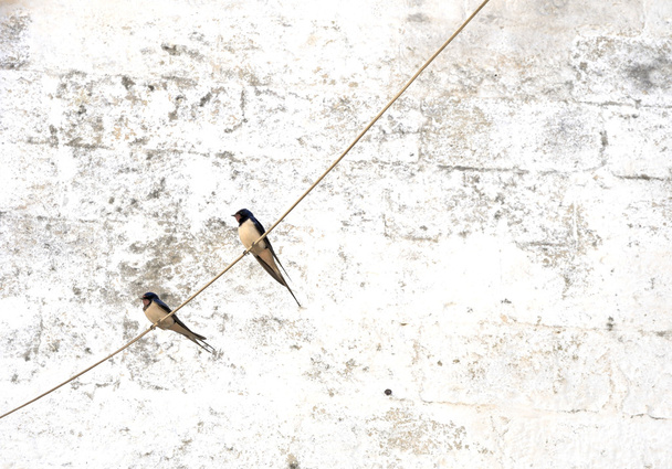 zwaluwen op draad - Foto, afbeelding