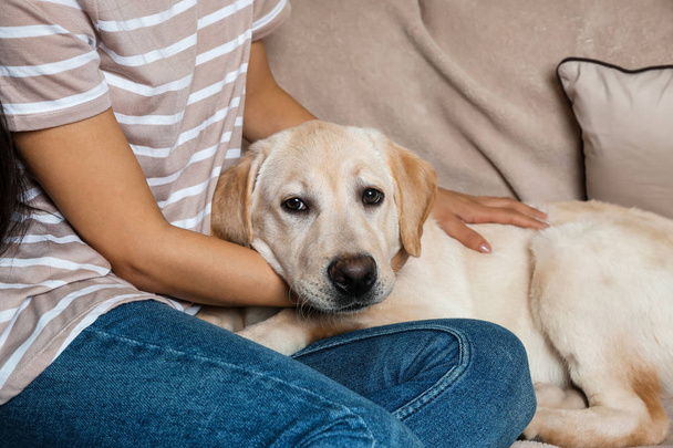 Lindo perro labrador con dueño descansando en casa
 - Foto, Imagen