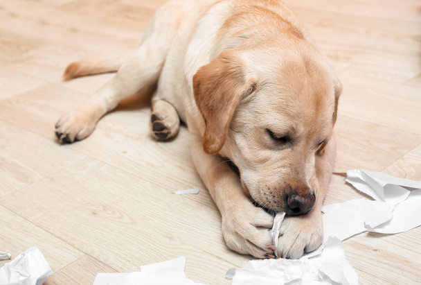 Cane labrador cattivo che gioca con la carta sul pavimento a casa
 - Foto, immagini
