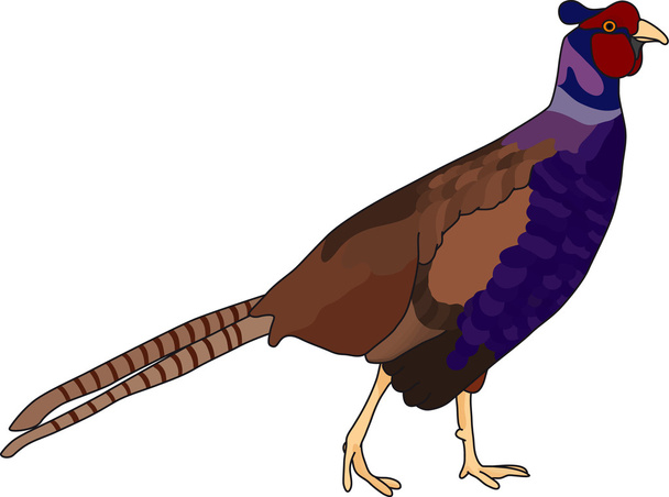 Pheasant - Вектор,изображение
