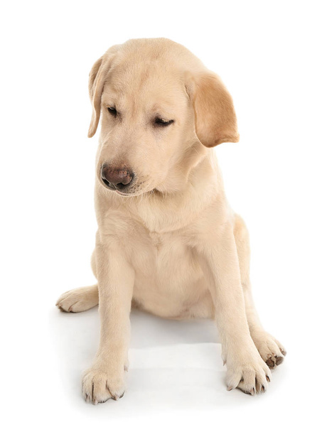 Suloinen labrador koira valkoisella taustalla
 - Valokuva, kuva