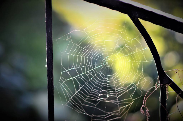 павутина сьогодні вранці в парку
 - Фото, зображення