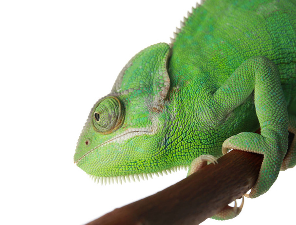 Ładny zielony kameleon na oddział na białym tle - Zdjęcie, obraz