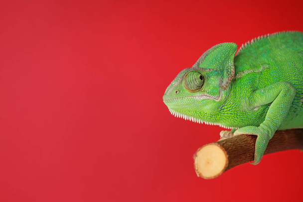 Cute green chameleon on branch against color background - Photo, image