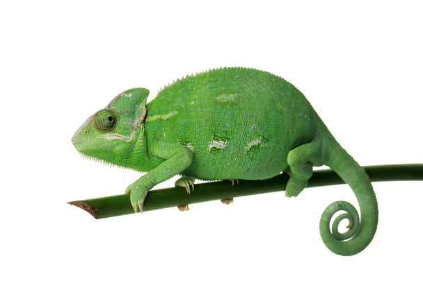 Lindo camaleón verde en rama sobre fondo blanco
 - Foto, imagen