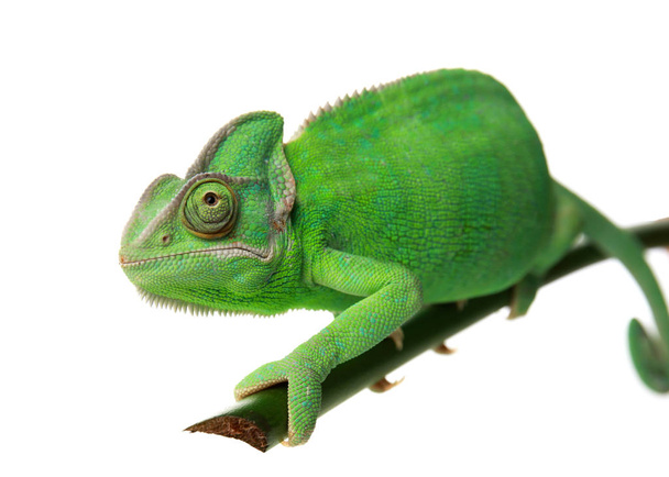 Roztomilý zelený chameleon na větvi proti bílým pozadím - Fotografie, Obrázek