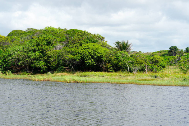 Selva tropical, selva en Brasil. Bosque verde de humedales con ríos, helechos exuberantes y palmeras. Praia do Forte, Brasil
 - Foto, Imagen