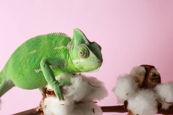 Cute green chameleon on cotton branch against color background - Photo, Image