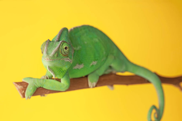 Camaleão verde bonito no ramo contra fundo de cor
 - Foto, Imagem