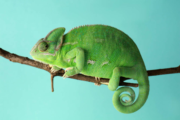 Cute green chameleon on branch against color background - Фото, изображение