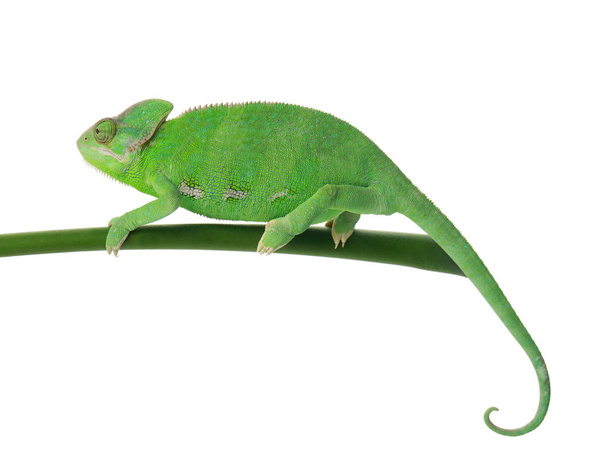 Cute green chameleon on branch against white background - Photo, Image