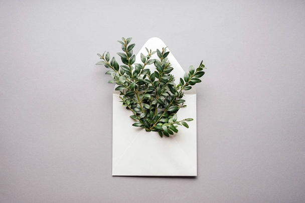 Sobre de papel con ramas verdes sobre fondo claro
 - Foto, imagen