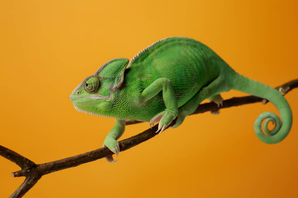 Leuke groene kameleon op tak tegen een achtergrond met kleur - Foto, afbeelding