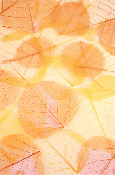 Dry colored leaves - background - Photo, Image