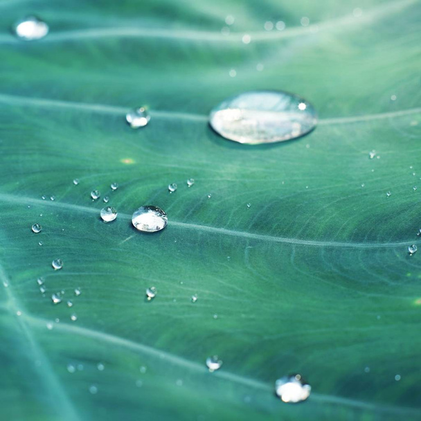 サトイモ科緑葉テクスチャ、美しい自然テクスチャ バック グラウンド概念、コピー領域への水滴 - 写真・画像