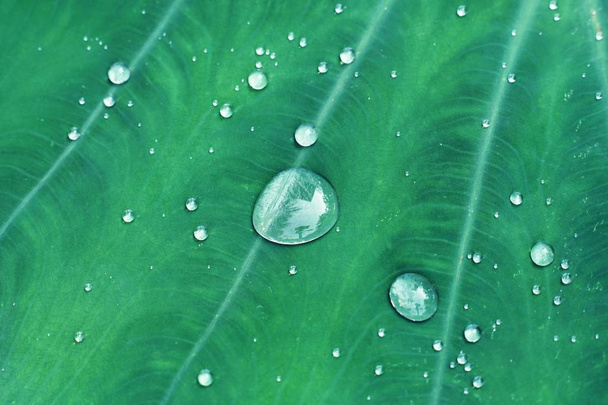 Waterdruppels op groene araceae blad textuur, prachtige natuur textuur achtergrond concept, kopie ruimte - Foto, afbeelding