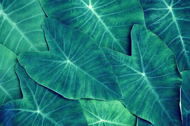 Groene araceae blad structuurpatroon, prachtige natuur textuur achtergrond concept, kopie ruimte - Foto, afbeelding