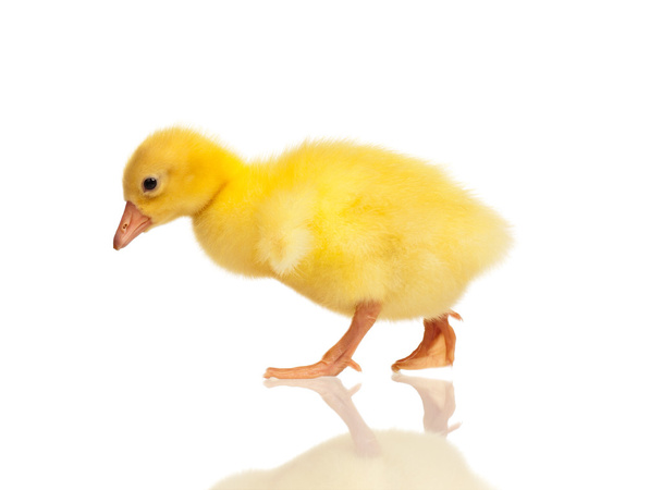 Domestic gosling - Photo, Image