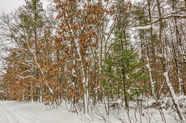 ミシガン州の降雪の後落葉性の木にぶら下がっている枯れ葉. - 写真・画像