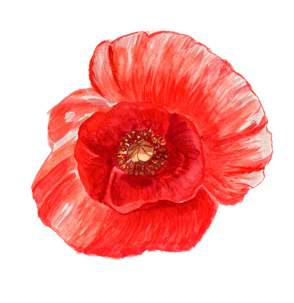 Poppy flower - Foto, imagen