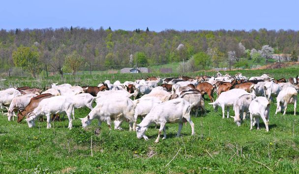 Goats in the pasture of organic farm  - Photo, Image