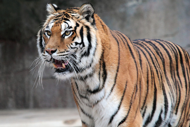 Ayakta Sibirya kaplanı (Panthera tigris altaica) - Fotoğraf, Görsel