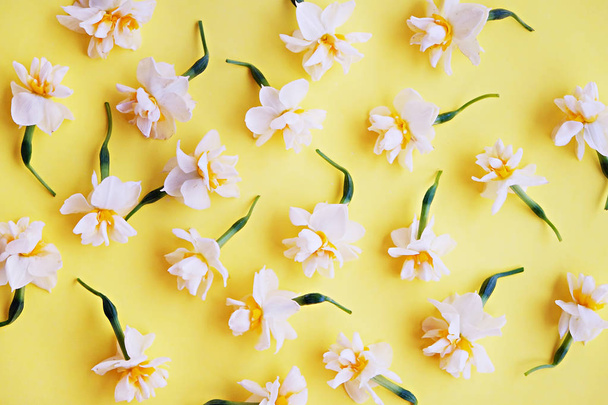 Yellow white daffodil, narcissus, jonquil flower close up on bright yellow background with a lot of copy space for text. Blank template for Mother's day, March 8 women's day, Valentine greeting card - Foto, Imagem